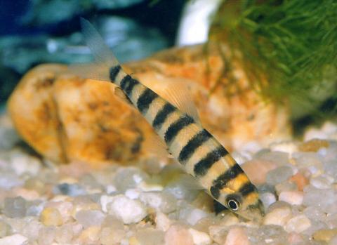 image Leporino (Leporinus sp.)