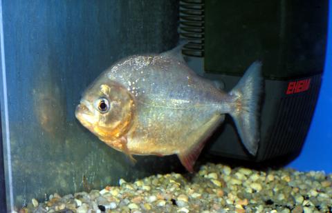 image Piraña (Serrasalmus sp.)