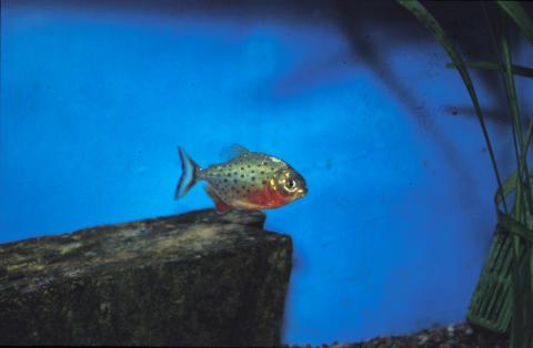 image Piraña (Serrasalmus sp.)