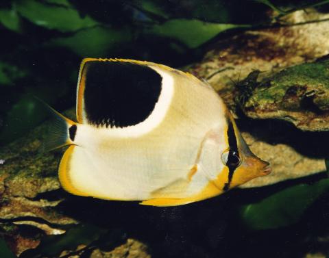 image Pez mariposa ensillado (Chaetodon ephippium)