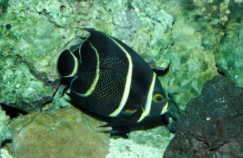 image Pez ángel francés (Pomacanthus paru)