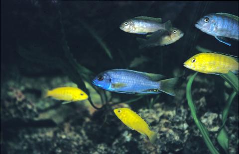 image Cíclido africano (Aulonancara sp.)