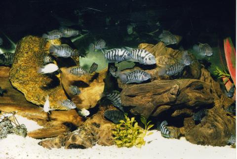 image Cíclido cebra (Cichlasoma nigrofasciatum)