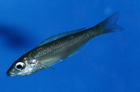 image Cíclido africano lacustre (Cíclidos)