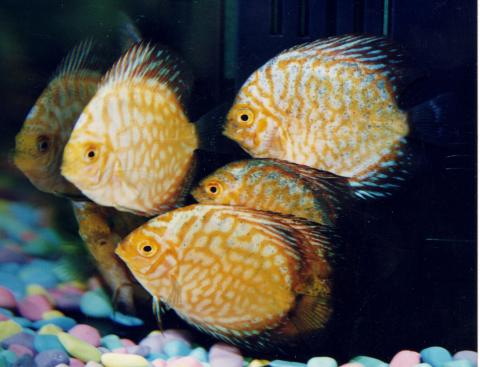 image Pez disco (Symphysodon sp.)