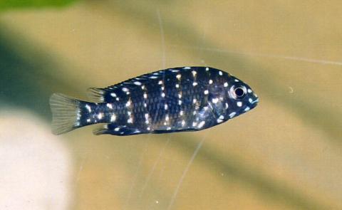image Cíclido duboisi (Tropheus duboisi)