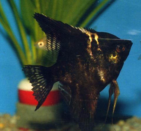 image Escalar (Pterophyllum scalare)