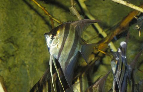 image Escalar alto (Pterophyllum altum)