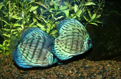 image Pez disco (Symphysodon sp.)