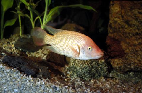 image Tilapia (Thylapia sp.)