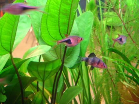 image Pez arlequín (Rasbora heteromorpha)