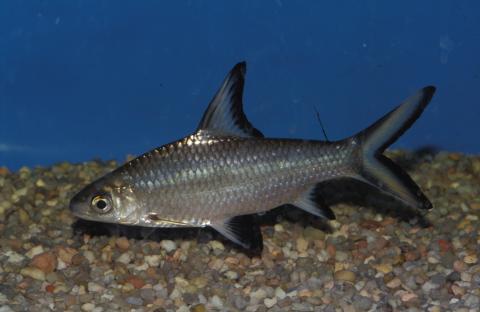 image Tiburón plata (Balantiocheilus melanopterus)