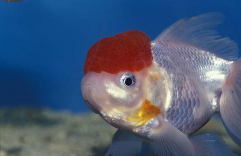 image Oranda de boina roja (Carassius auratus)