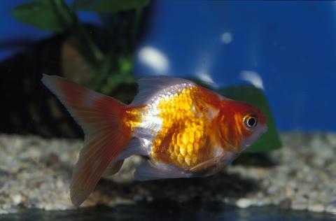 image Goldfish (Carassius auratus)