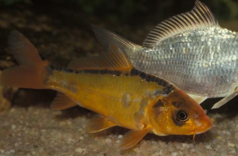 image Koi (Cyprinus carpio)