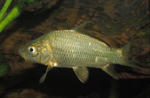 image Carpa (Cyprinus carpio)