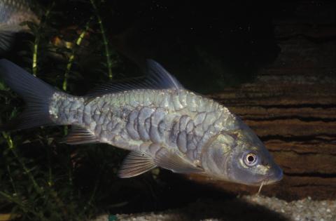 image Carpa (Cyprinus carpio)