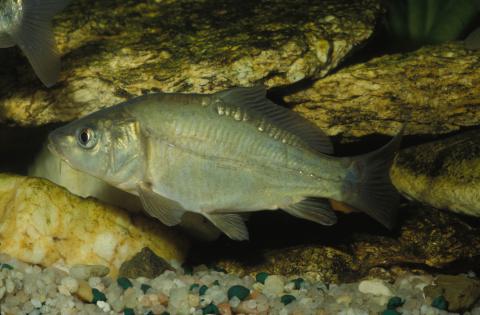 image Carpa (Cyprinus carpio)