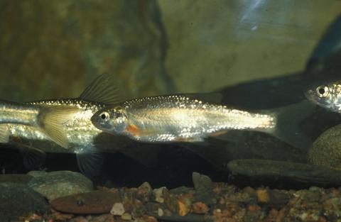 image Bermejuela (Chondrostoma arcasii)