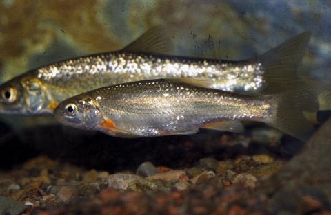 image Bermejuela (Chondrostoma arcasii)