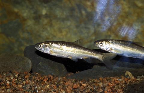 image Bermejuela (Chondrostoma arcasii)