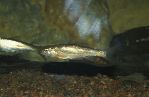 image Ciprínido (Chondrostoma sp.)