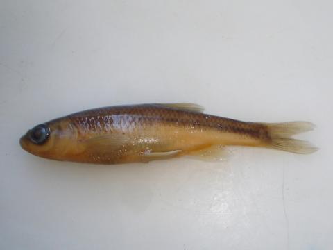 image Ciprínido (Chondrostoma sp.)