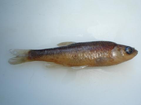 image Ciprínido (Chondrostoma sp.)