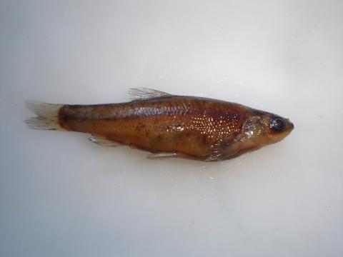 image Ciprínido (Chondrostoma sp.)