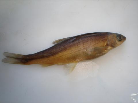 image Ciprínido (Chondrostoma sp.)