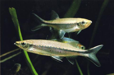 image Ciprínido africano (Ciprínidos)