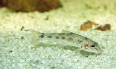 image Gobio (Gobio sp.)