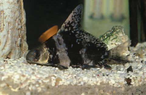 image Botia de velo (Myxocyprinus asiaticus)