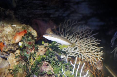 image Julia (Coris julis)