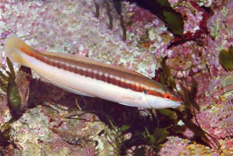 image Julia (Coris julis)