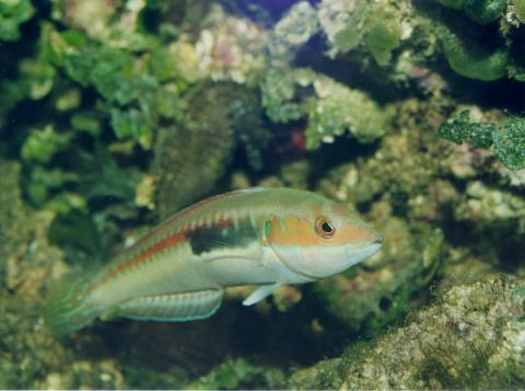 image Julia (Coris julis)