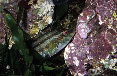 image Peto (Symphodus tinca)