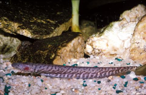 image Pez cuchillo sudamericano (Gymnotus sp.)