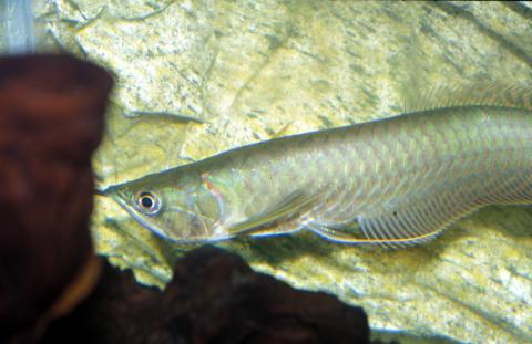 image Arowana dorado (Osteoglossum sp.)