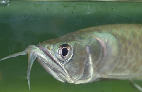 image Arowana dorado (Osteoglossum bicirrhosum)