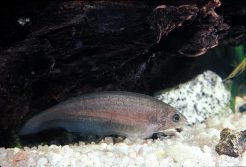 image Cuchillo africano (Xenomystus nigri)