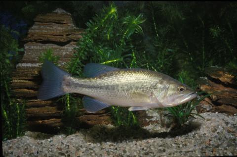 image Black-bass (Micropterus salmoides)