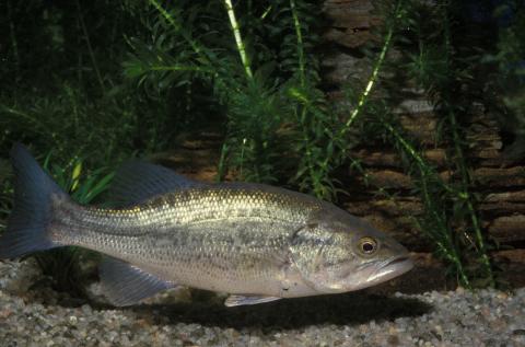 image Black-bass (Micropterus salmoides)