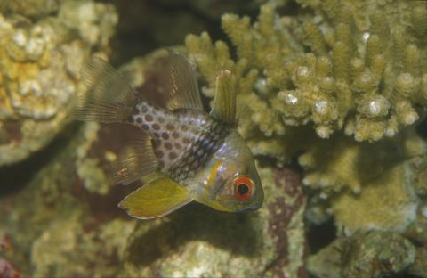 image Pez cardenal pijama (Sphaeramia nematoptera)