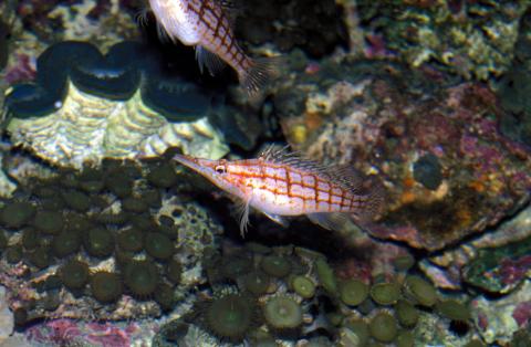 image Pez halcón de hocico largo (Oxycirrhites typus)