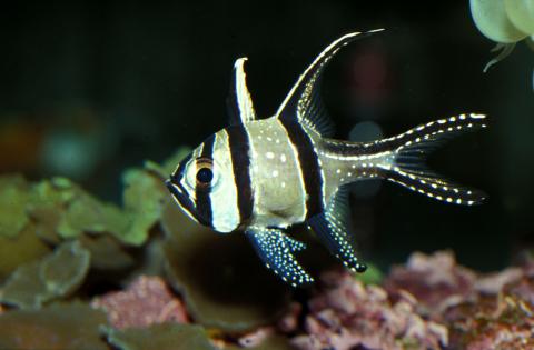 image Pez cardenal de Banggai (Pterapogon kauderni)