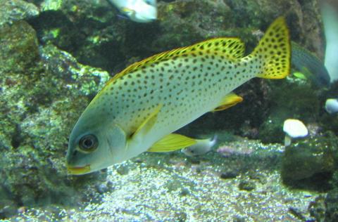 image Labios dulces (Plectorhinchus gaterinus)