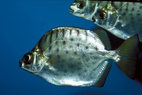 image Scat (Scatophagus sp.)