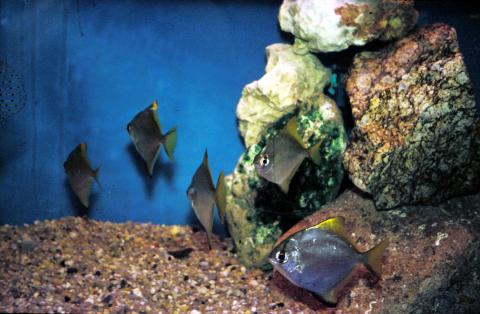 image Monodactílido (Monodactylus sp.)