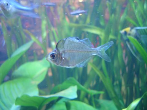 image Percoideo australiano